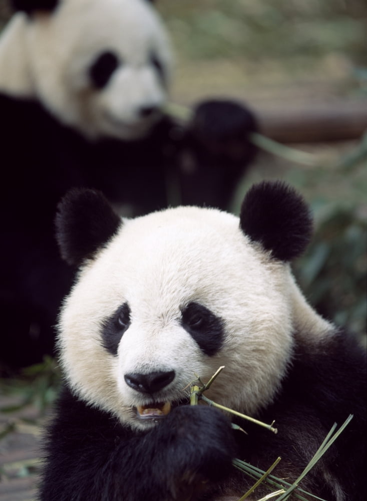 Posterazzi Pandas Eating Bamboo Canvas Art - Ian Cumming Design Pics (26 x 36)