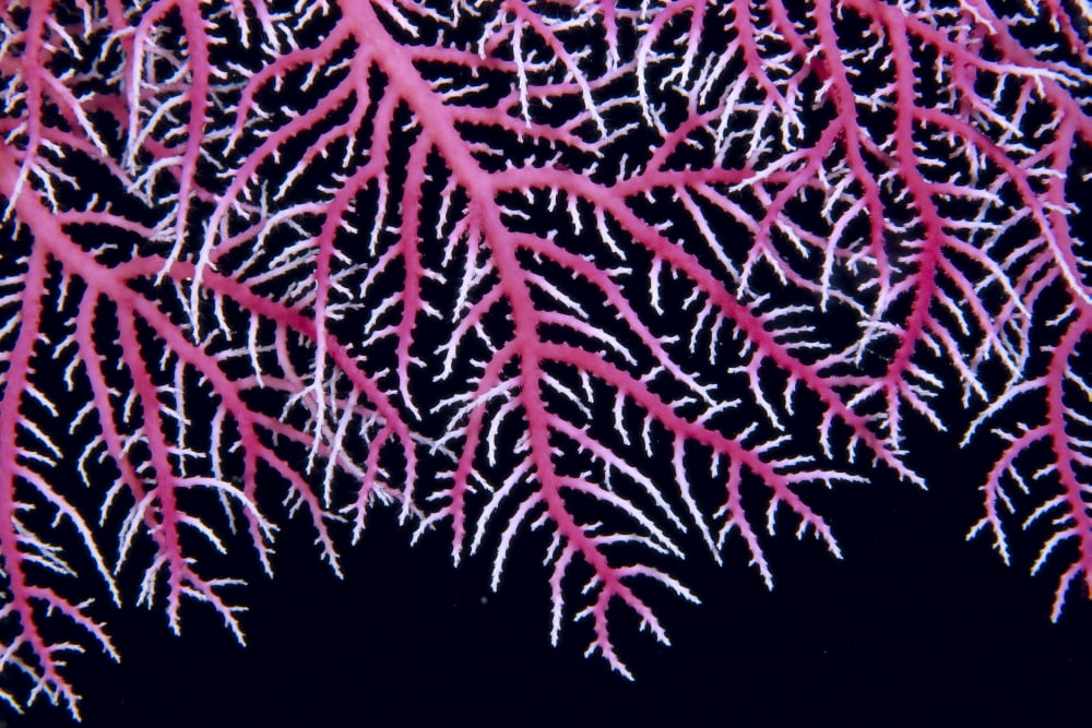 Posterazzi Papua New Guinea Lace Coral (Stylaster Sp) Close-Up B1921 Canvas Art - Ed Robinson Design Pics (38 x 24)