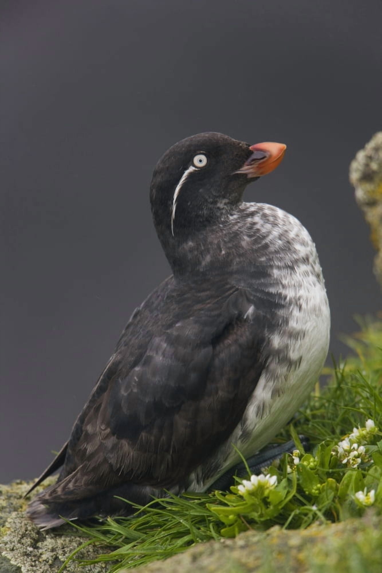 Posterazzi Parakeet Auklet Sitting In Green Vegetation On Ledge During Summer Saint Paul Island Pribilof Islands Bering Sea Alaska Canvas Art - Milo Burcham Design Pics (24 x 38)