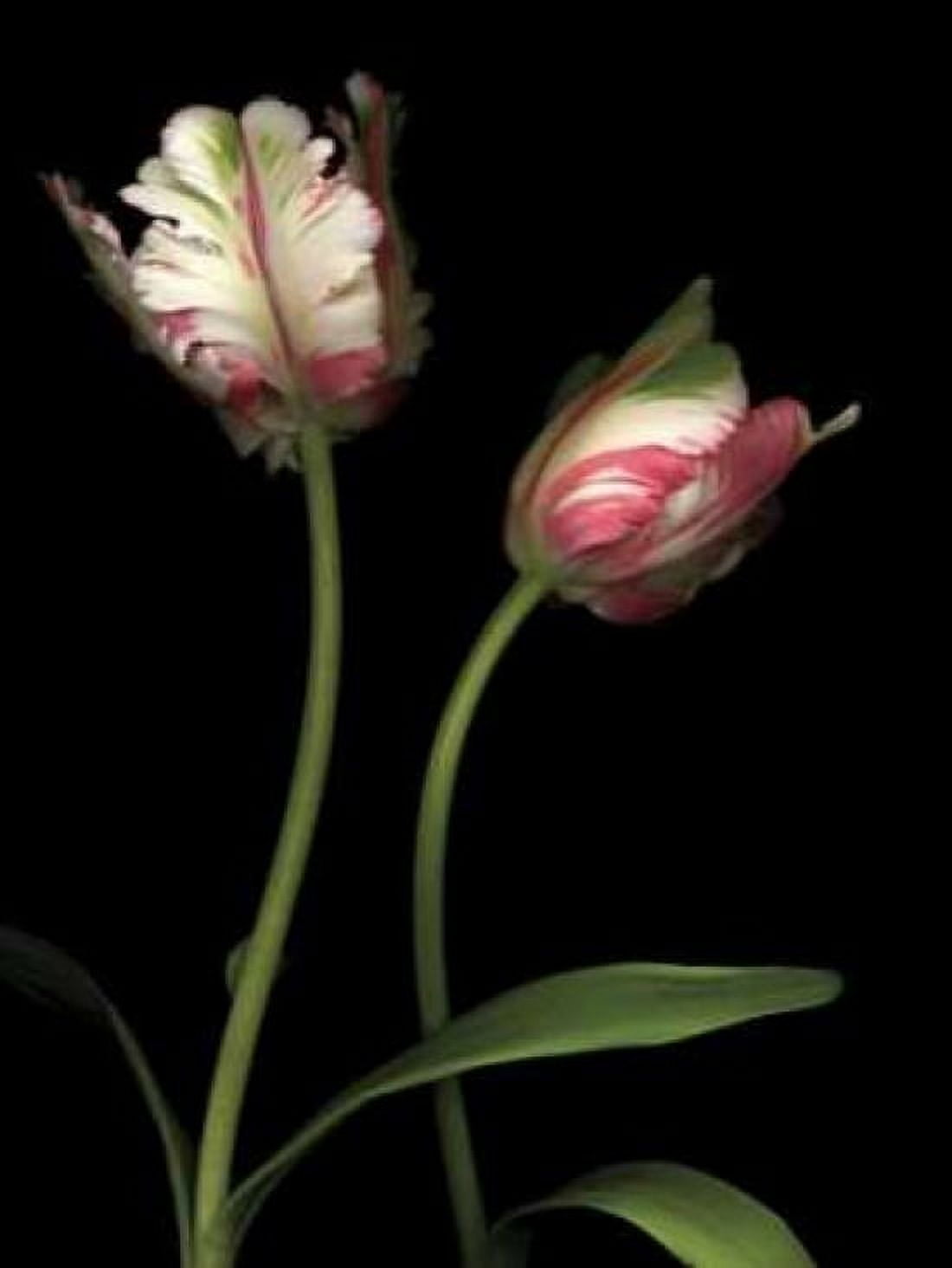 Posterazzi Parrot Tulips I Canvas Art - Andrew Levine (18 x 24)