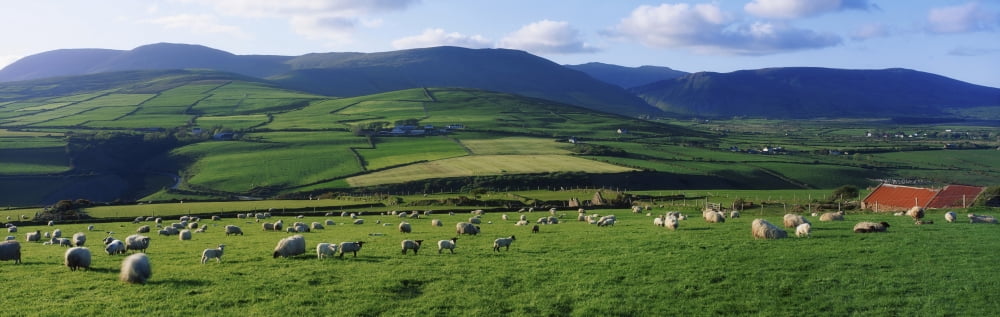 Posterazzi Pastoral Scene Near Anascual Dingle Peninsula Co Kerry Ireland Canvas Art - The Irish Image Collection Design Pics (44 x 14)