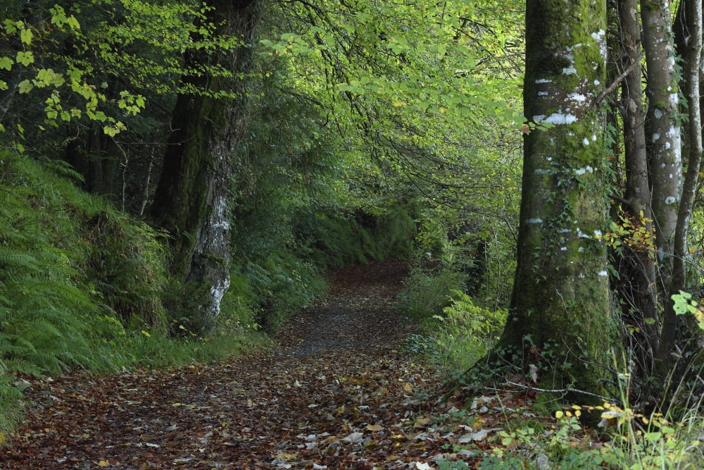 Posterazzi Path Through The Woods Inistioge County Kilkenny Ireland Canvas Art - Trish Punch  Design Pics (38 x 24)