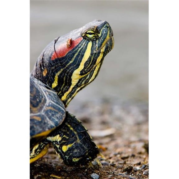 Posterazzi Paul Colangelo Red-Eared Pond Slider Turtle British Columbia 26" x 17" Poster