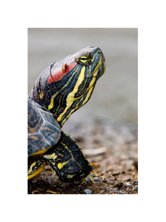 Paul Colangelo Red-Eared Pond Slider Turtle British Columbia 26" x 17" Poster
