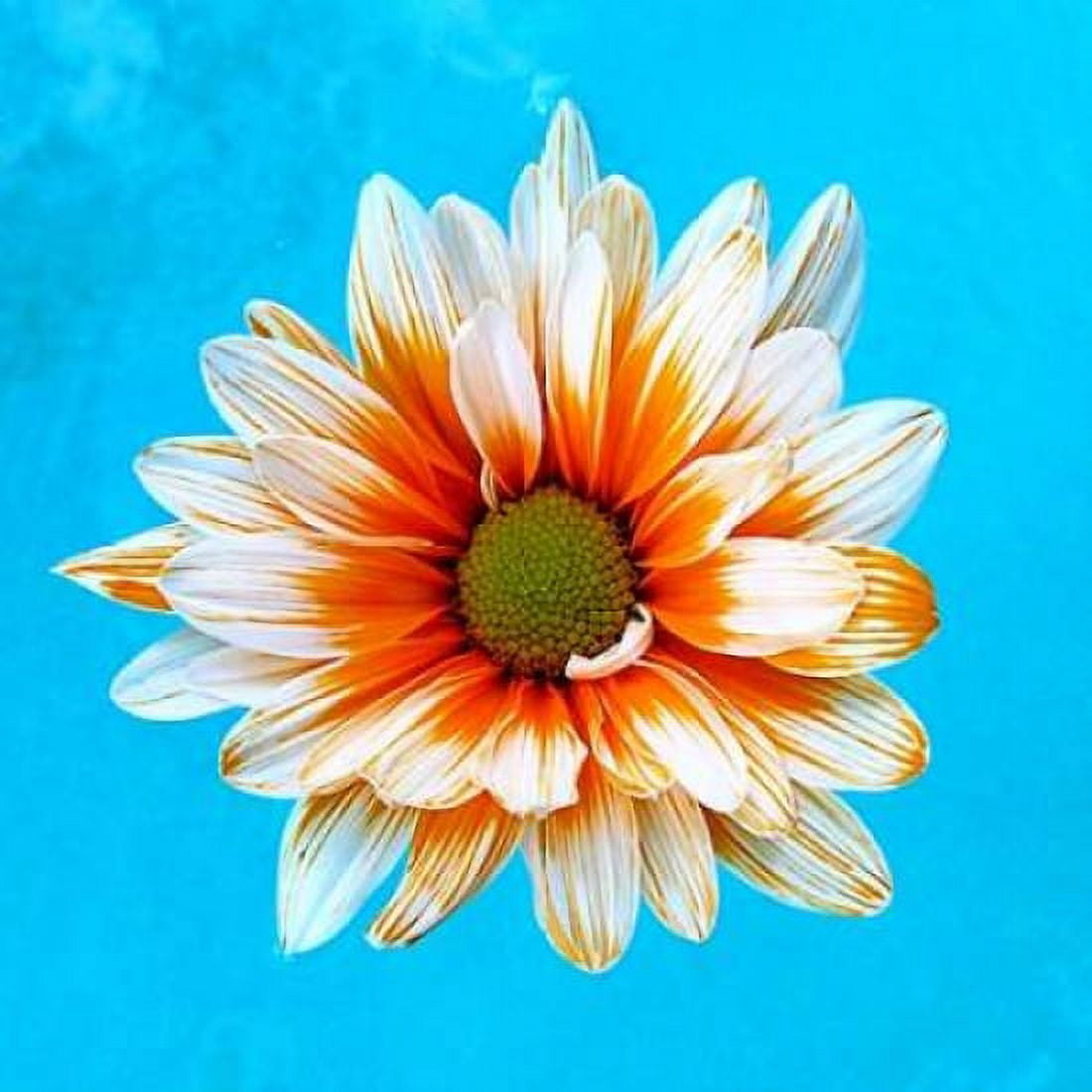 Posterazzi Peach Daisy Canvas Art - Gail Peck (24 x 24)