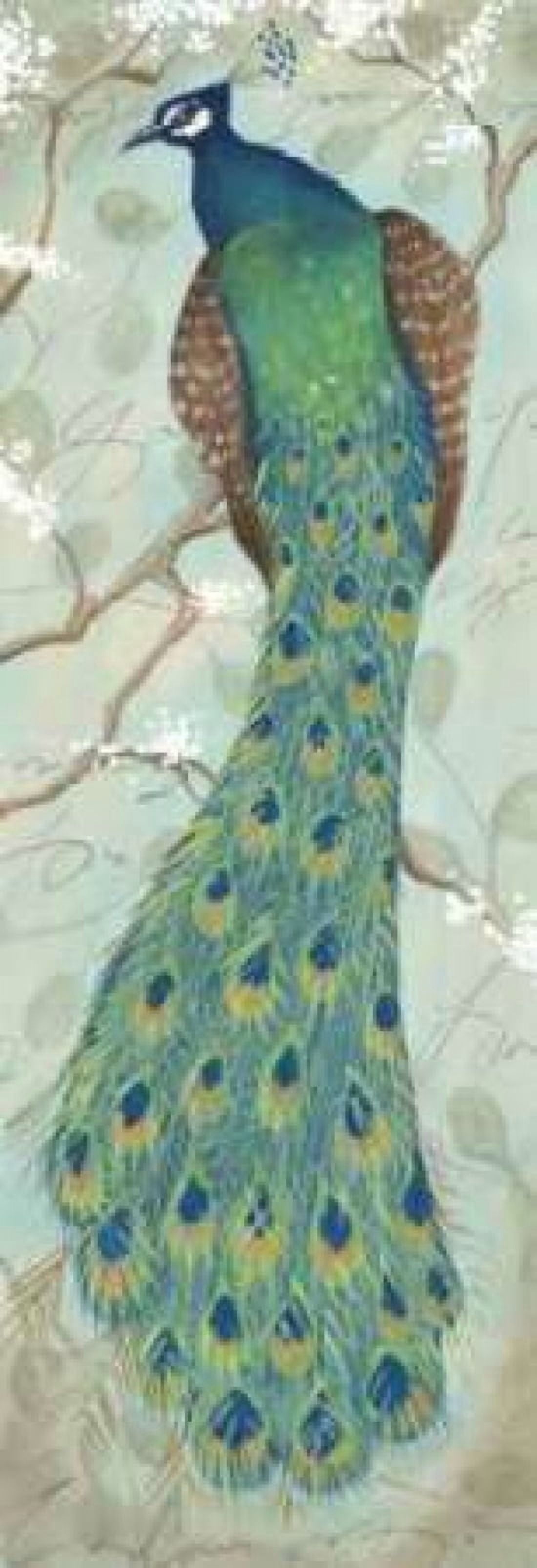 Posterazzi Peacock II Canvas Art - Steve Leal (12 x 36)