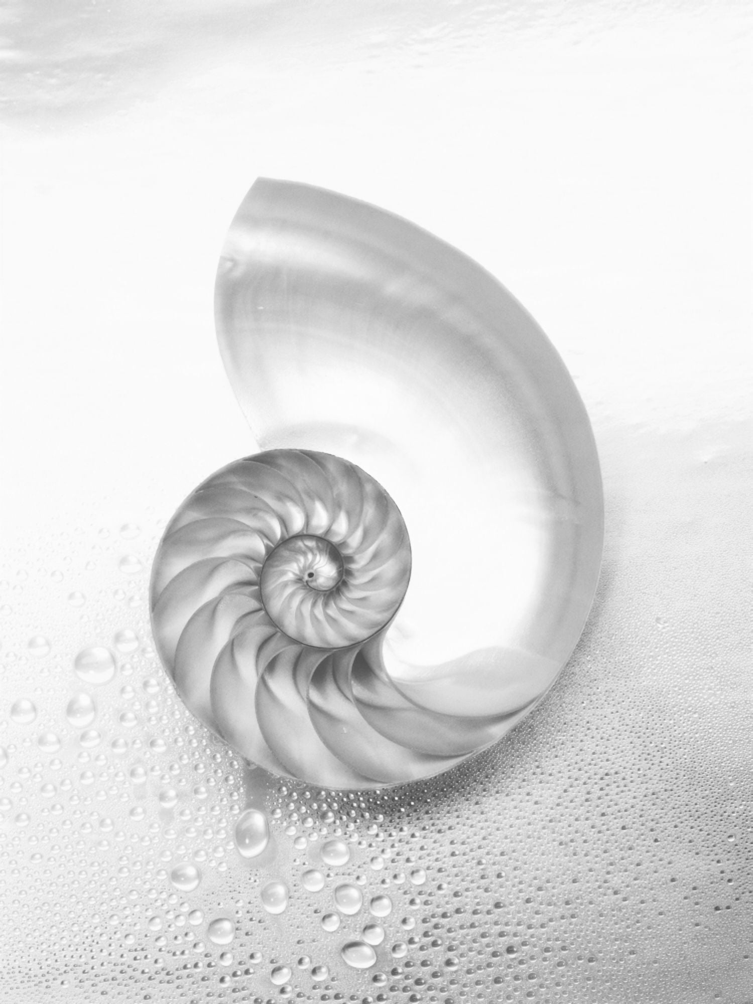 Posterazzi Pearl Nautilus Shell Cut In Half Showing Chambers (Black And White Photograph) Canvas Art - Kate Turning and Tom Gibson Design Pics (24 x 32)