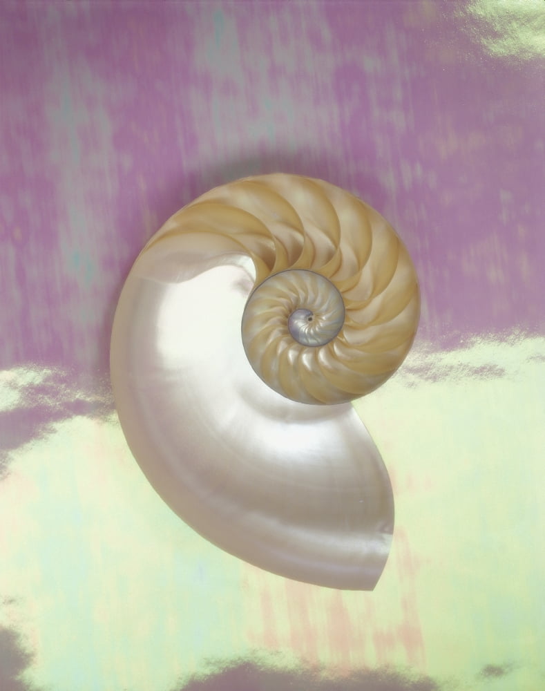 Posterazzi Pearl Nautilus Shell Show Chambers On Pearly Dewy Background Canvas Art - Kate Turning and Tom Gibson Design Pics (26 x 34)