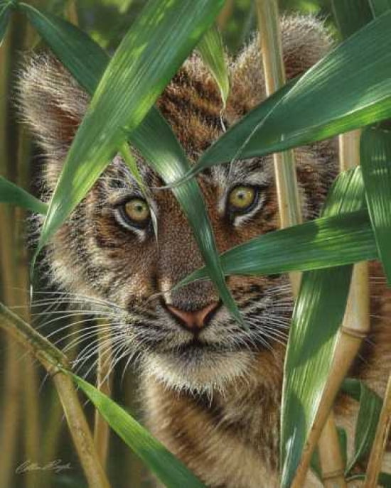 Posterazzi Peekaboo Canvas Art - Colin Bogle (24 x 30)