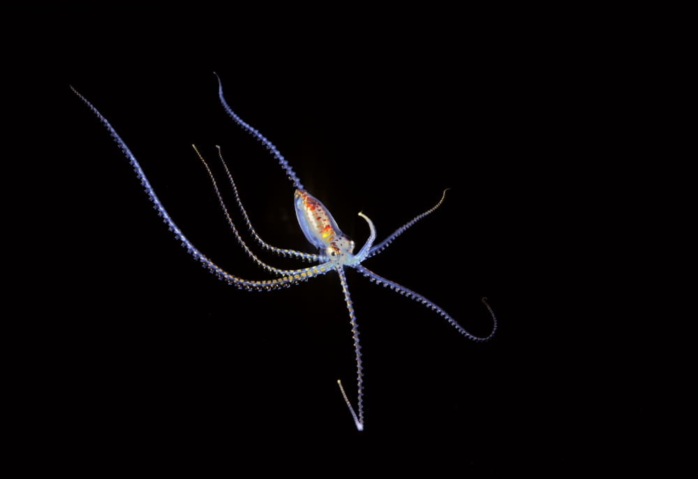 Posterazzi Pelagic species of octopus no more than five inches across at night in Coral Sea Australia Canvas Art - Dave Fleetham  Design Pics (36 x 24)