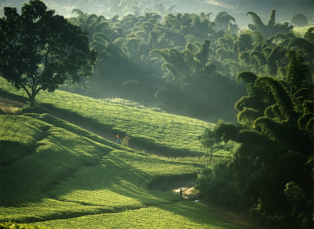 Posterazzi People Walking Through Lujeri Tea Estate At Dawn Past Bamboo Beneath Mt Mulanje Canvas Art - Ian Cumming Design Pics (36 x 26)