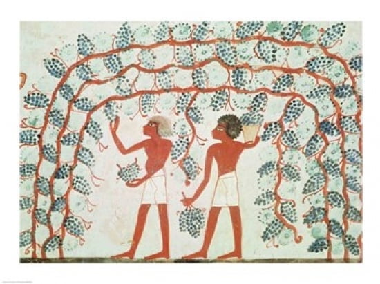 Posterazzi Picking grapes from the Tomb of Nakht Canvas Art - (36 x 24)