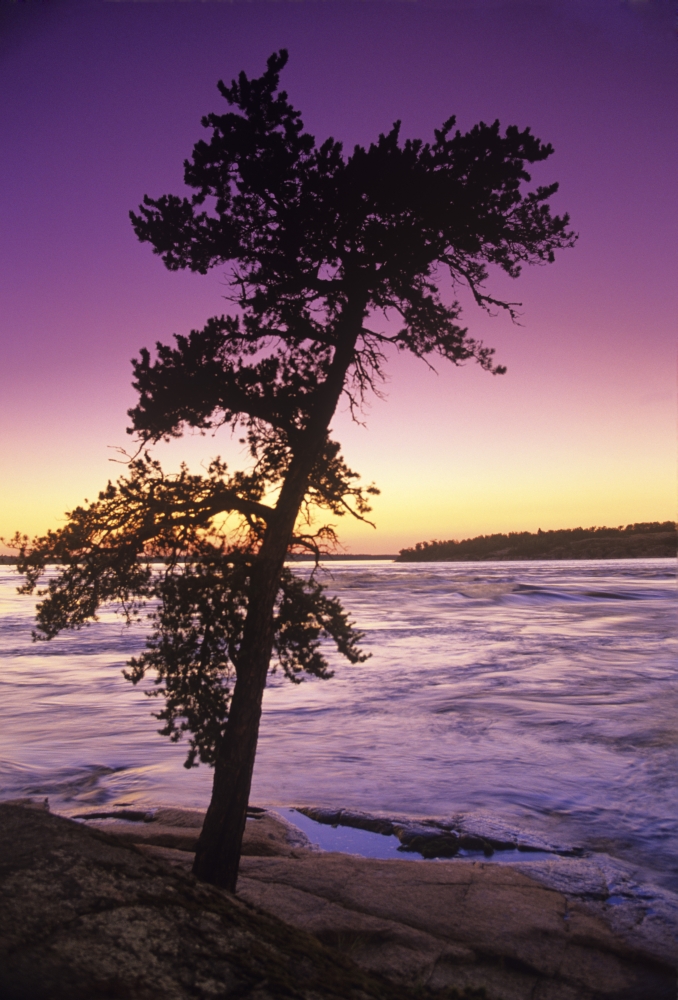 Posterazzi Pine Tree Sturgeon Falls Whiteshell Provincial Park Manitoba Canvas Art - Dave Reede Design Pics (22 x 34)