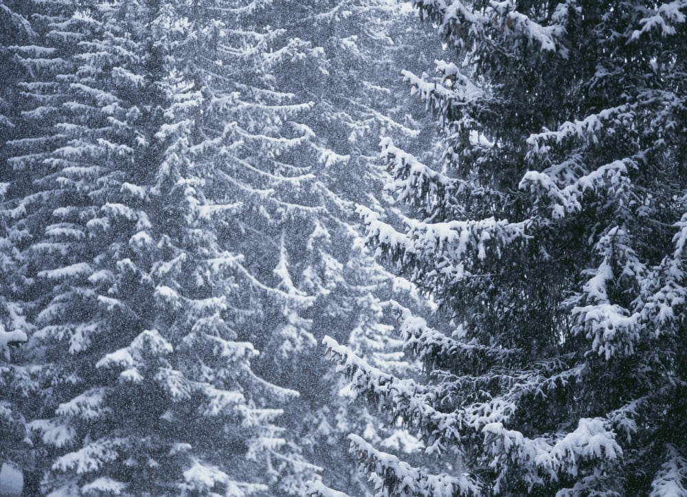 Posterazzi Pine Trees Covered In Snow Les Arcs Canvas Art - Ian Cumming  Design Pics (32 x 24)