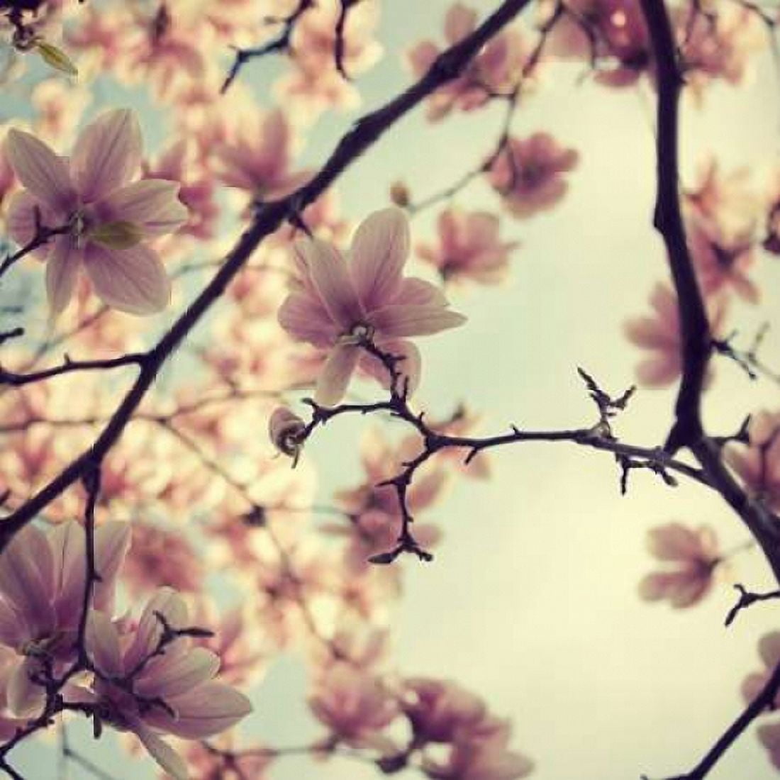 Posterazzi Pink Blossoms Canvas Art - Irene Suchocki (24 x 24)