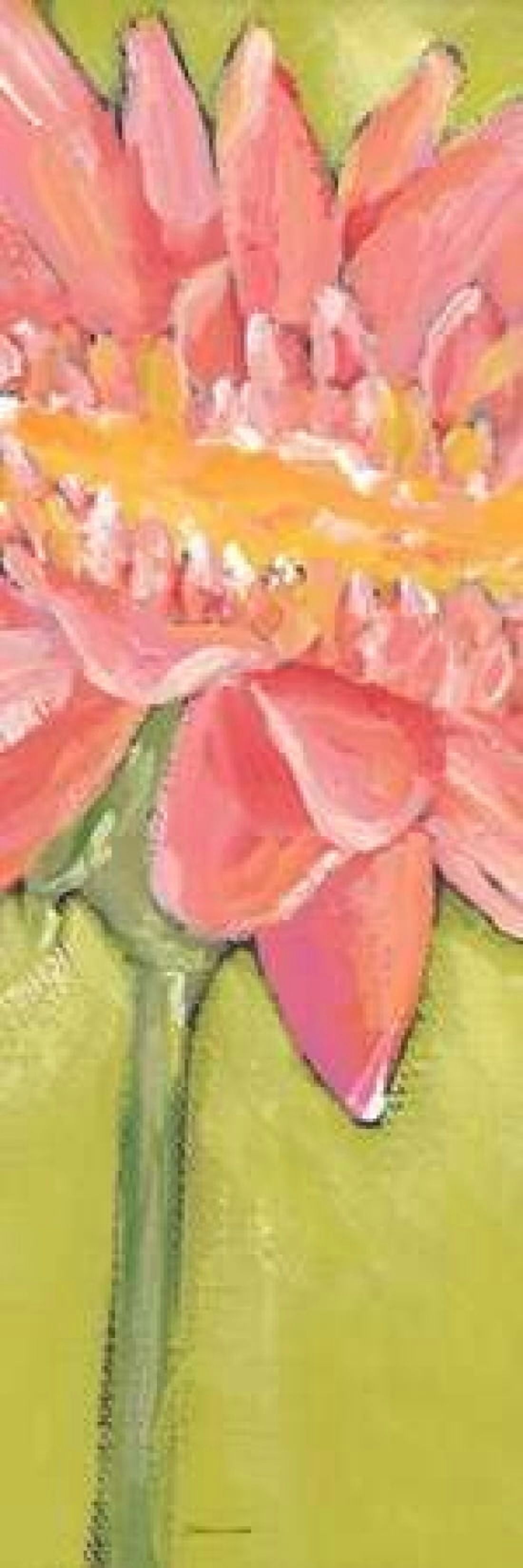 Posterazzi Pink Gerber Canvas Art - Stephanie Marrott (12 x 36)