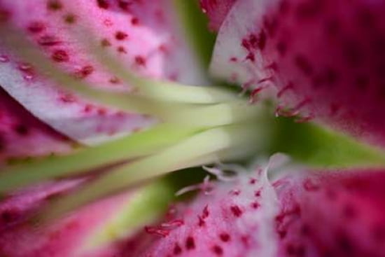 Posterazzi Pink Lily III Canvas Art - JoAnn Arduini (24 x 36)