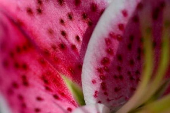 Posterazzi Pink Lily IV Canvas Art - JoAnn Arduini (24 x 36)