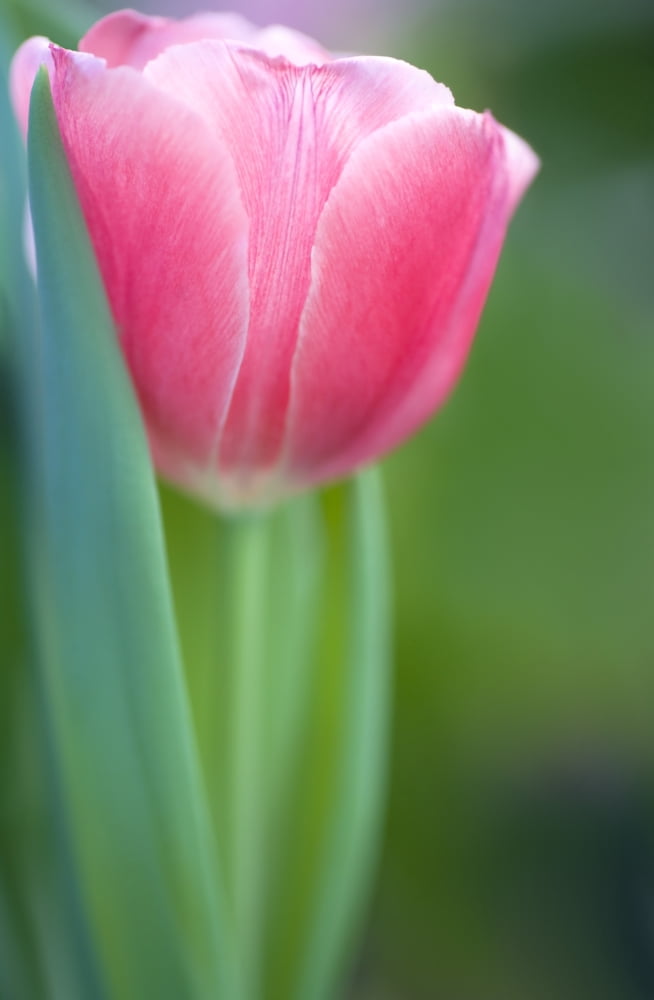 Posterazzi Pink Tulip Canvas Art - Chris and Kate Knorr Design Pics (24 x 36)