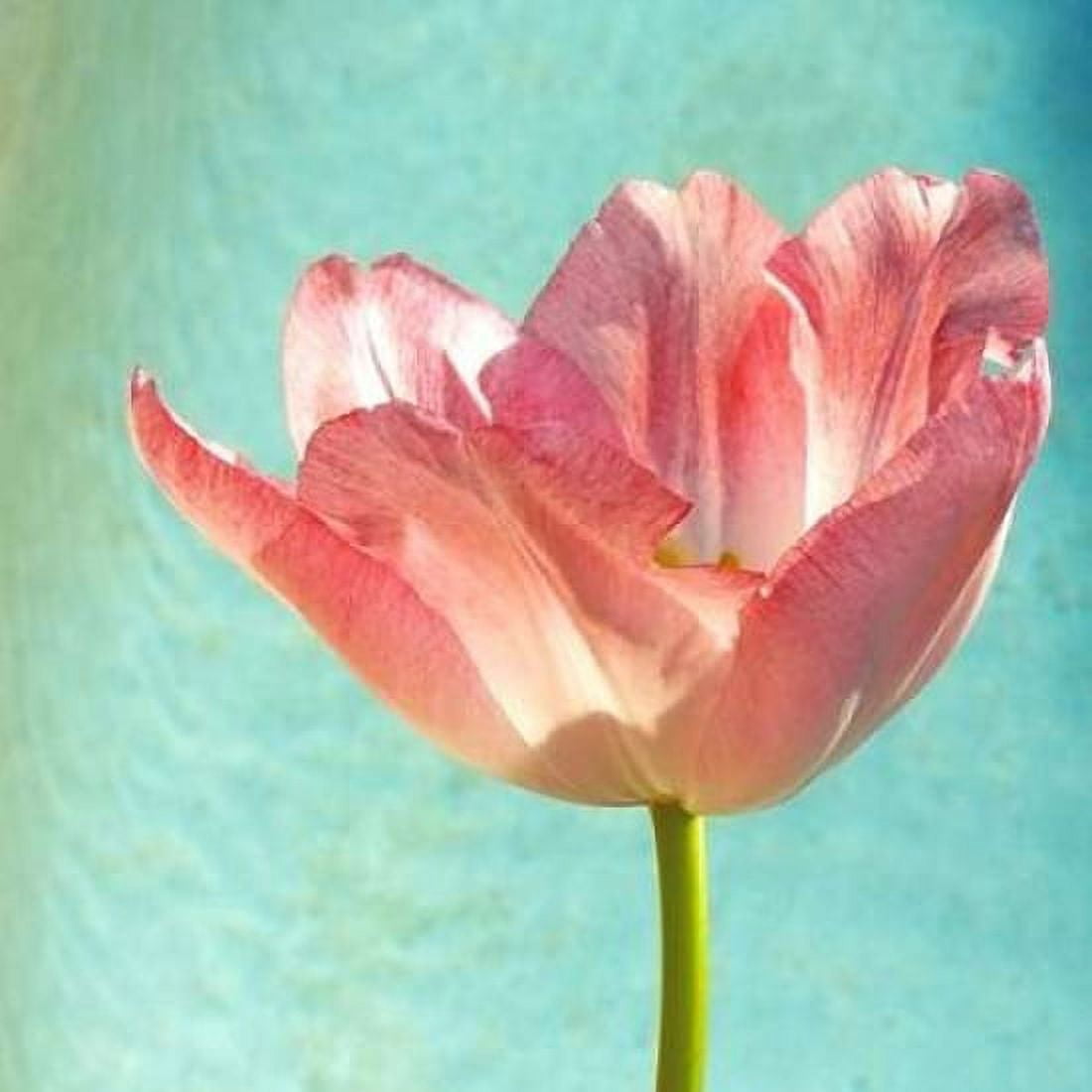 Posterazzi Pink Tulip Canvas Art - Gail Peck (24 x 24)