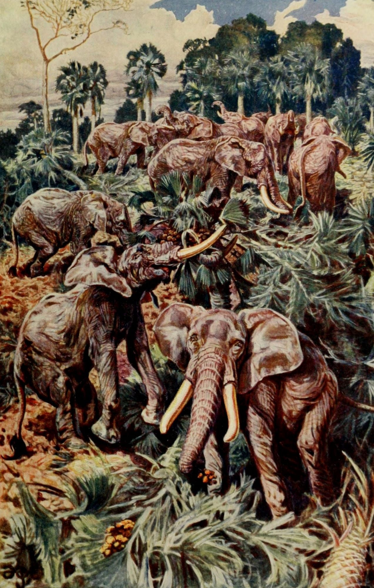 Posterazzi Pioneers of West Africa 1912 Elephants destroying a palm grove Canvas Art - Sir Harry Johnston (24 x 36)