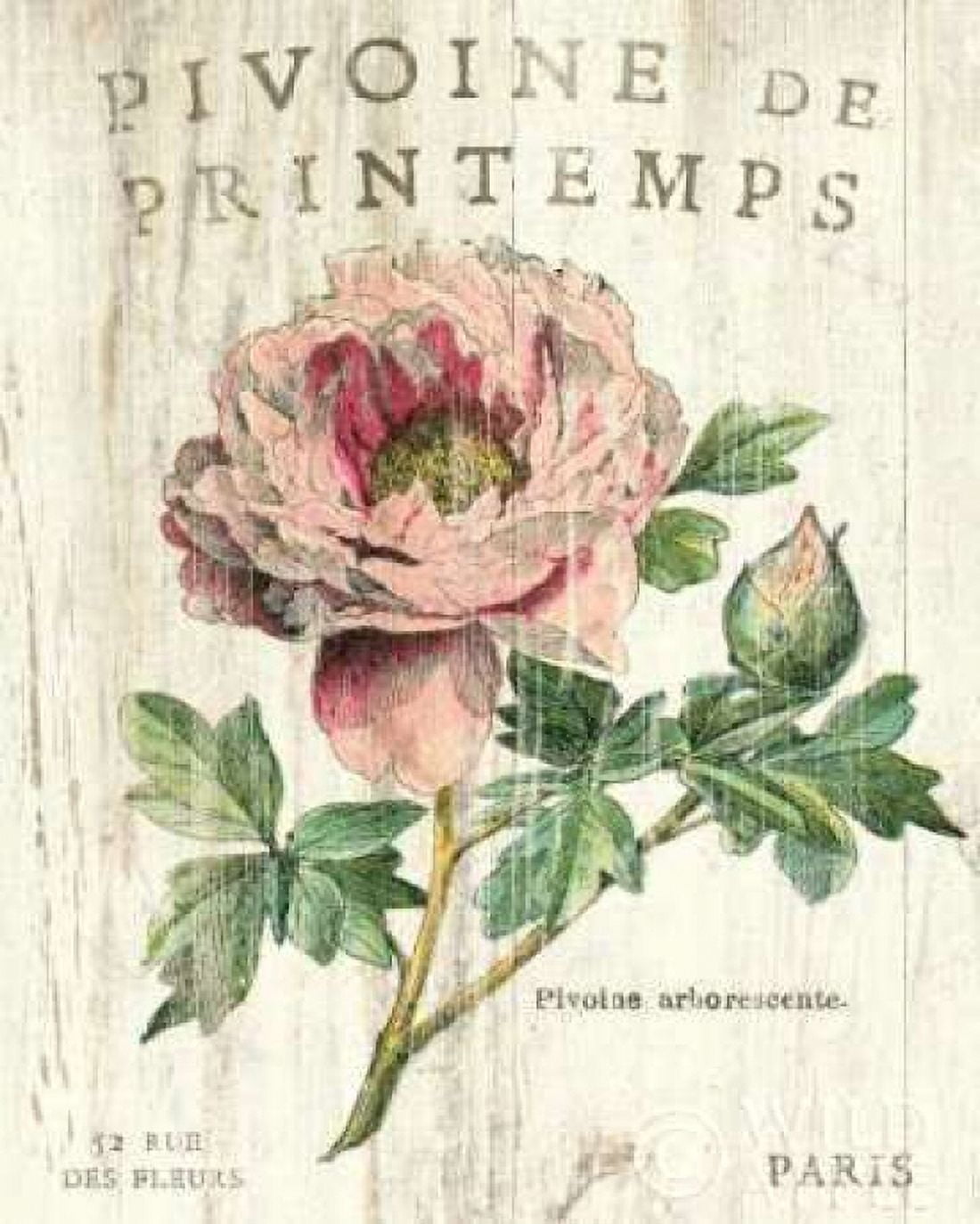 Posterazzi Pivoine de Printemps Canvas Art - Sue Schlabach (24 x 30)