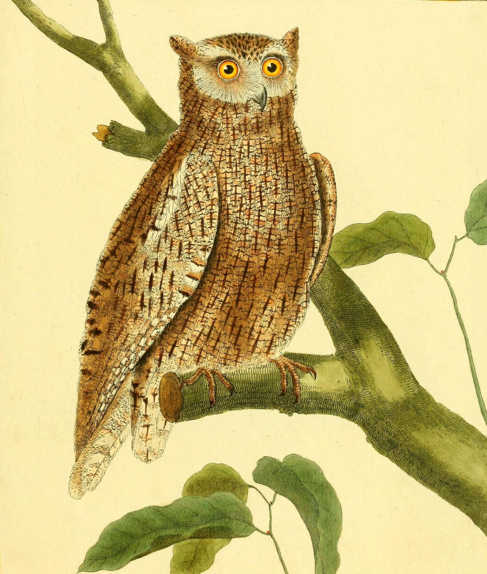 Posterazzi Pl Enlumines dHist Nat 1765 Little Owl Canvas Art - F Martinet (24 x 36)