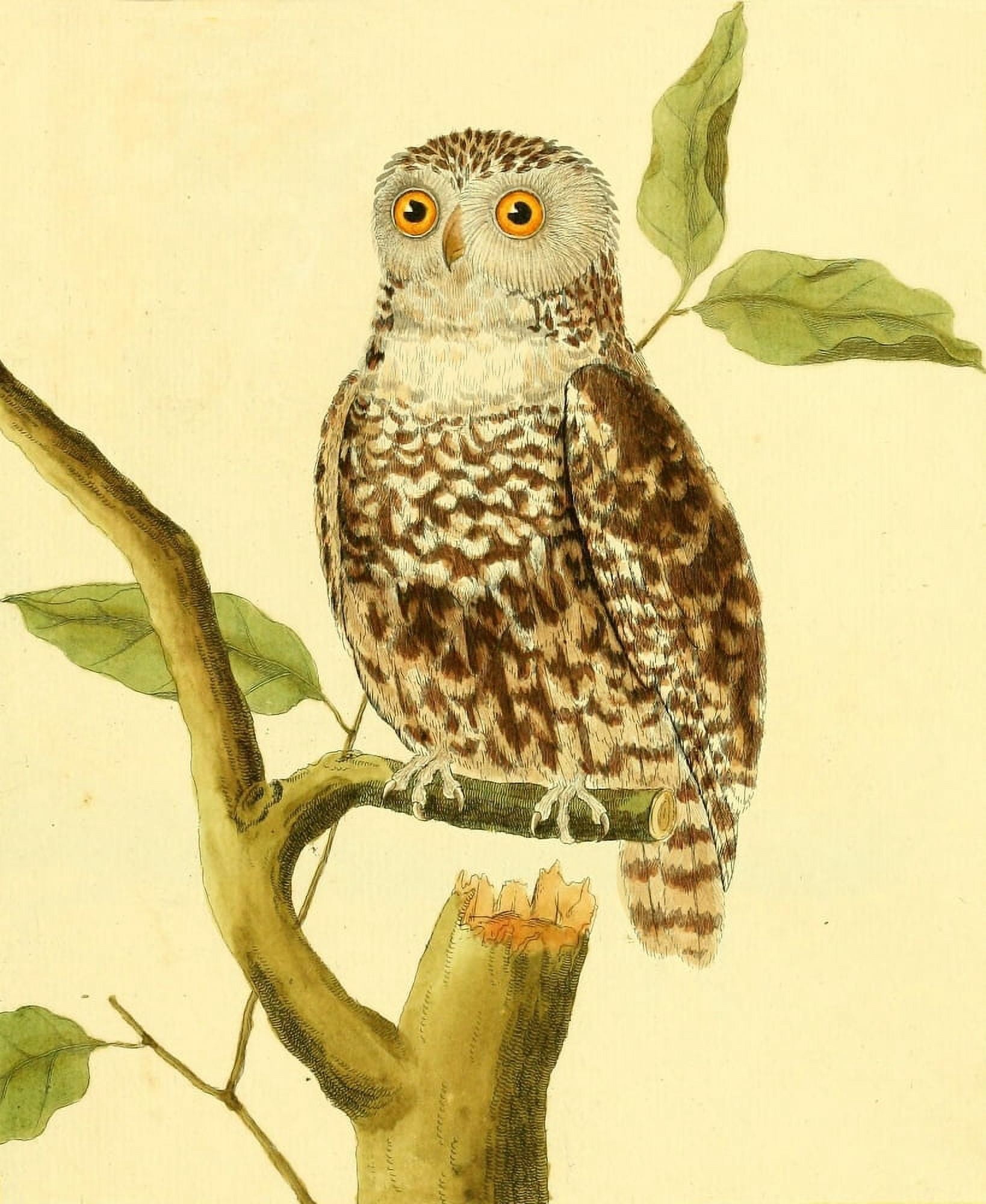 Posterazzi Pl Enlumines dHist Nat 1765 Owl 4 Canvas Art - F Martinet (24 x 36)