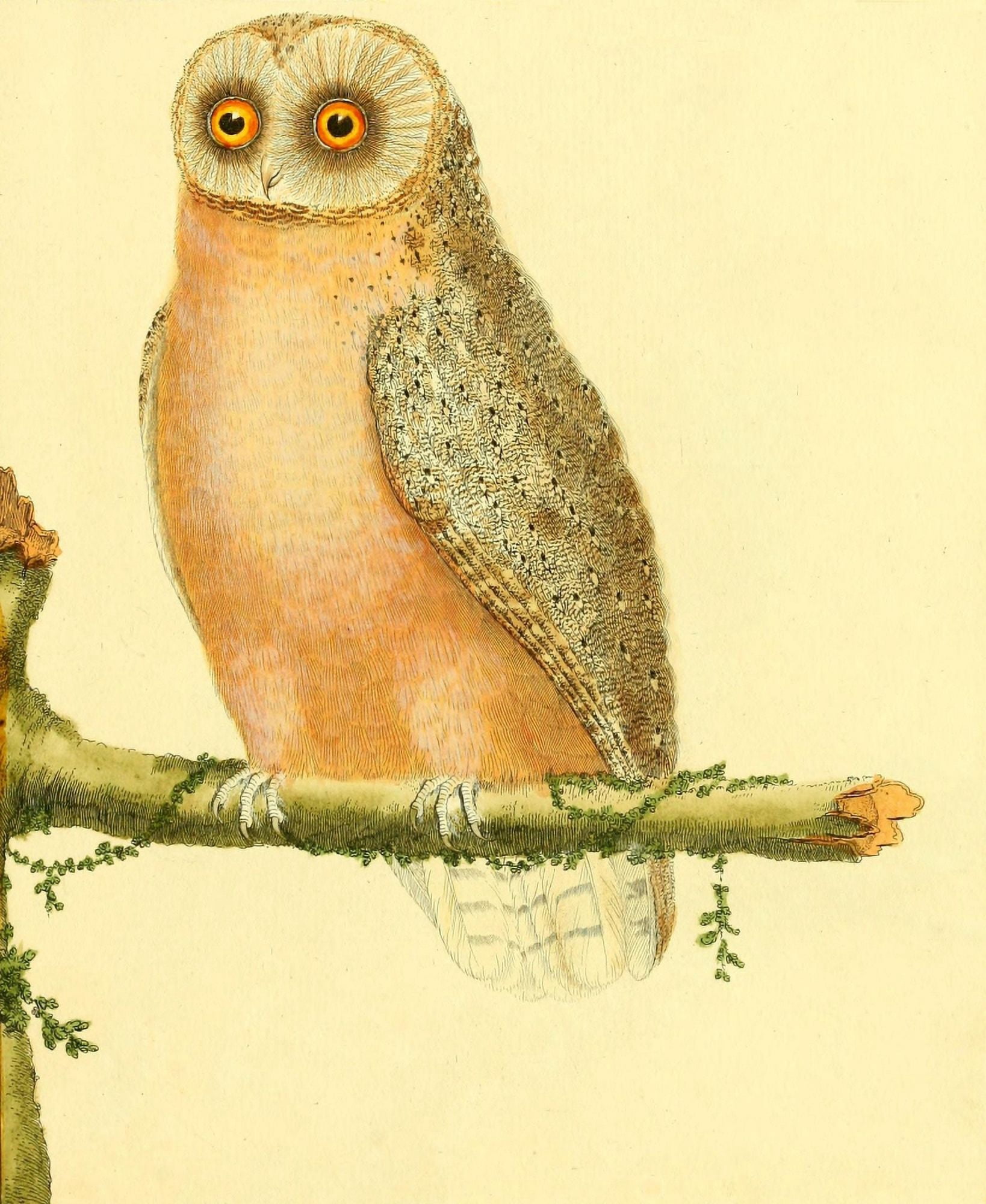 Posterazzi Pl Enlumines dHist Nat 1765 Owl 5 Canvas Art - F Martinet (24 x 36)
