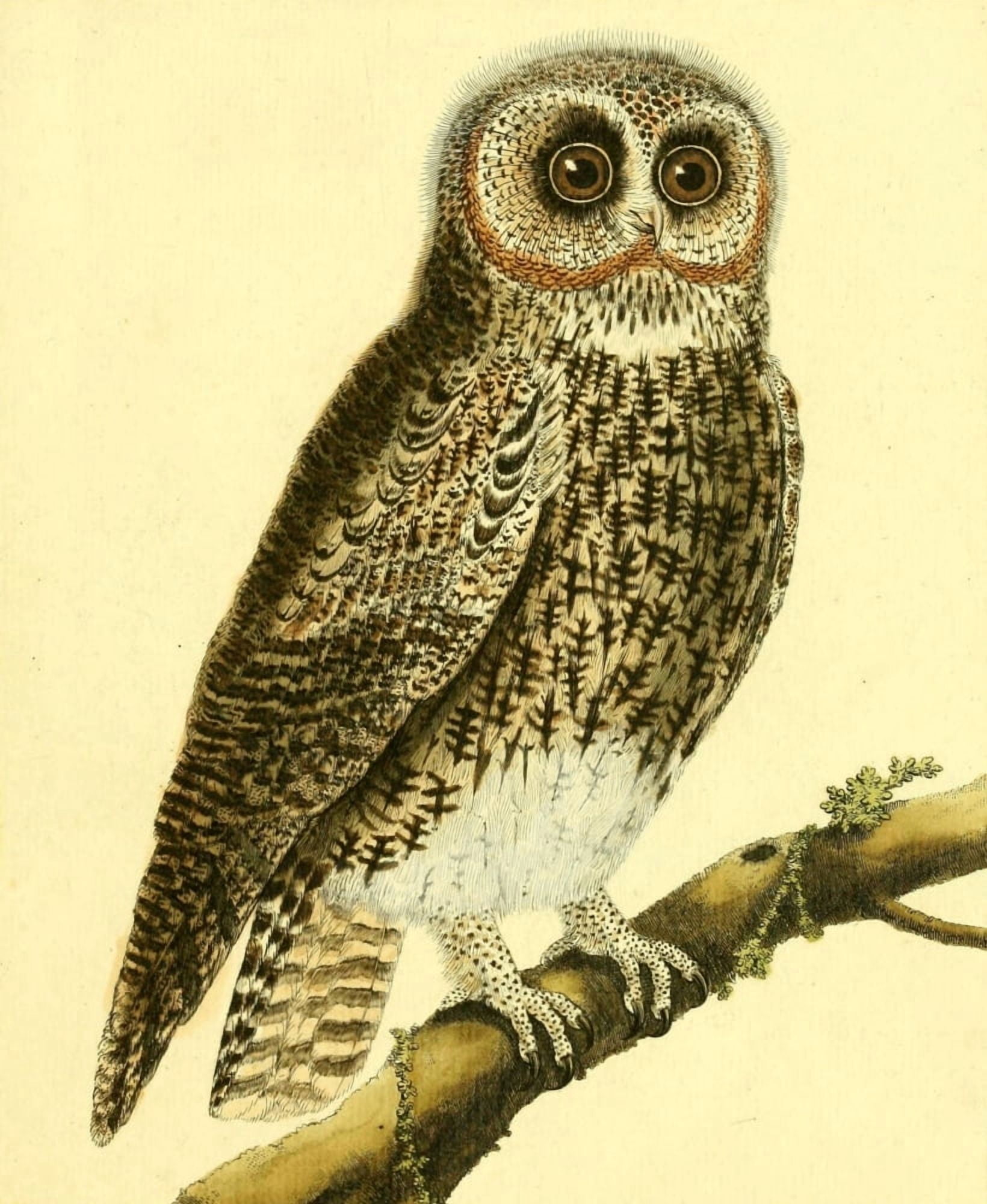 Posterazzi Pl Enlumines dHist Nat 1765 Owl 6 Canvas Art - F Martinet (24 x 36)
