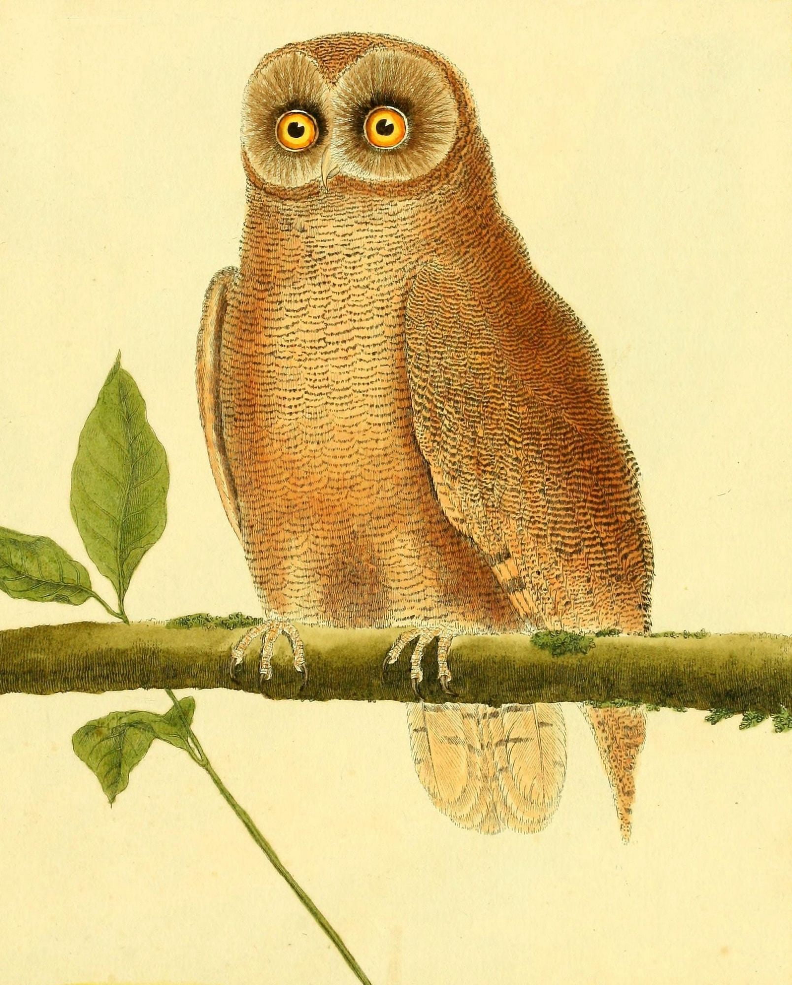 Posterazzi Pl Enlumines dHist Nat 1765 Owl 7 Canvas Art - F Martinet (24 x 36)