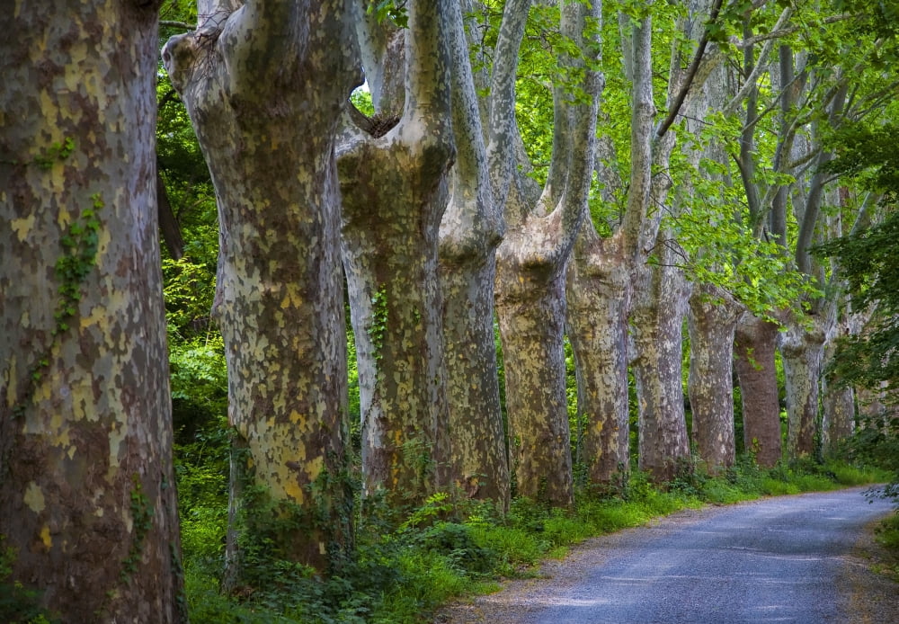 Posterazzi Plane Trees alongside the Canal du Midi Near Mirepeisset Languedoc-Roussillon France Canvas Art - George Munday Design Pics (36 x 24)
