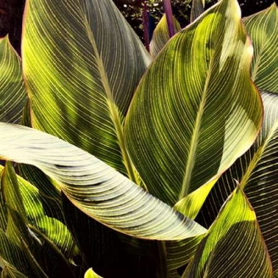Posterazzi Plant Exploration I Canvas Art - Emily Navas (24 x 24)