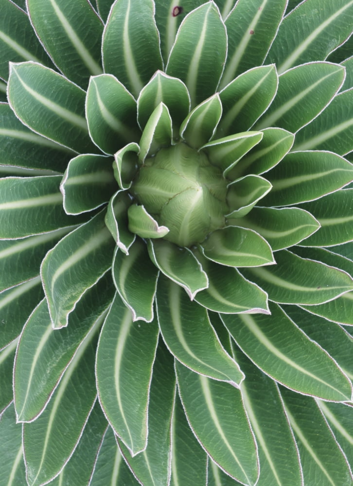 Posterazzi Plant On Mt Meru Close Up Canvas Art - Ian Cumming Design Pics (26 x 36)