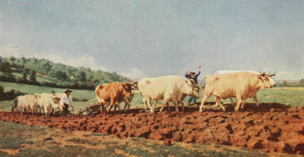 Posterazzi Ploughing in the Nivernais Rosa Bonheur 1913 Canvas Art - Rosa Bonheur (24 x 36)