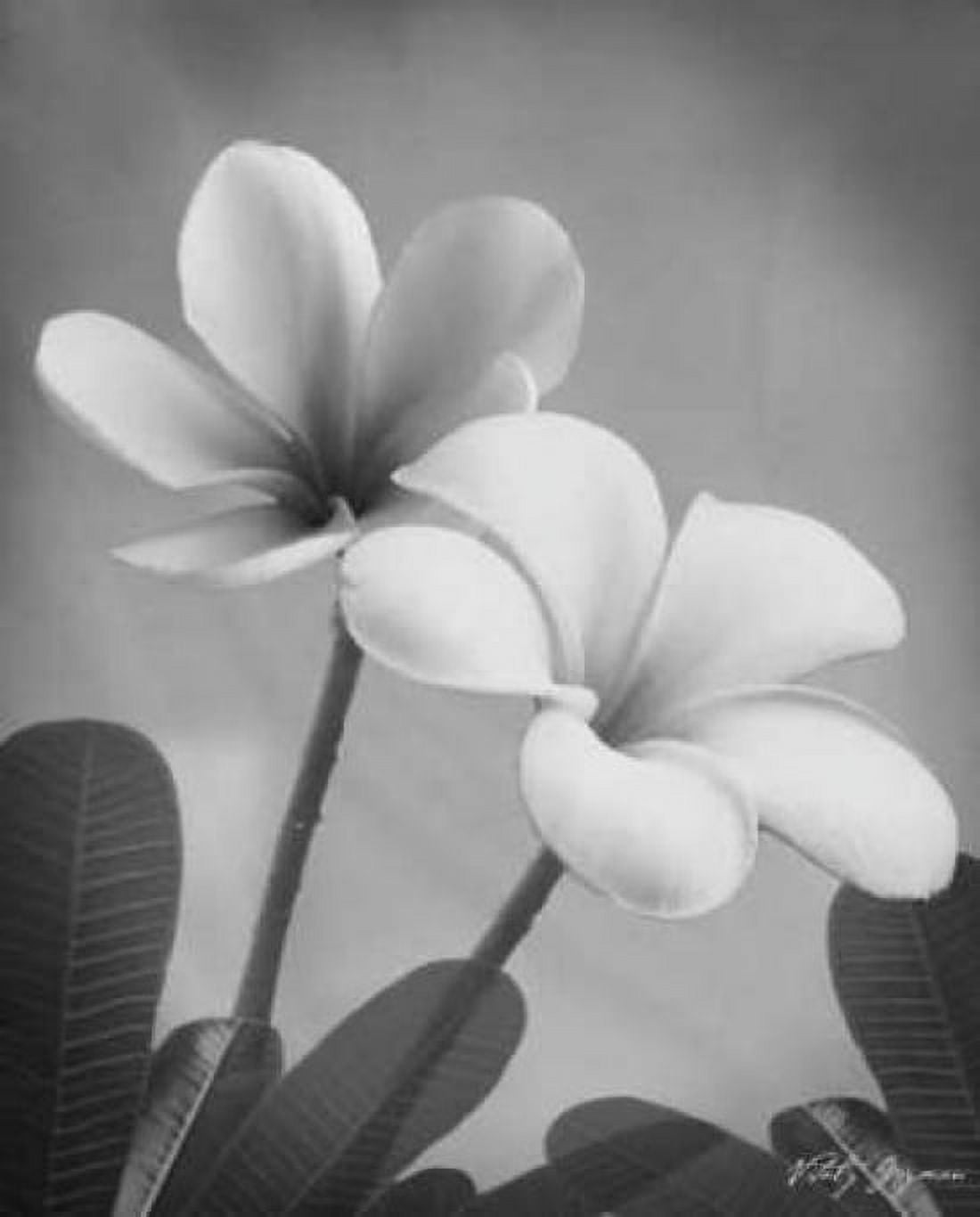 Posterazzi Plumeria II Canvas Art - Vitaly Geyman (20 x 24)