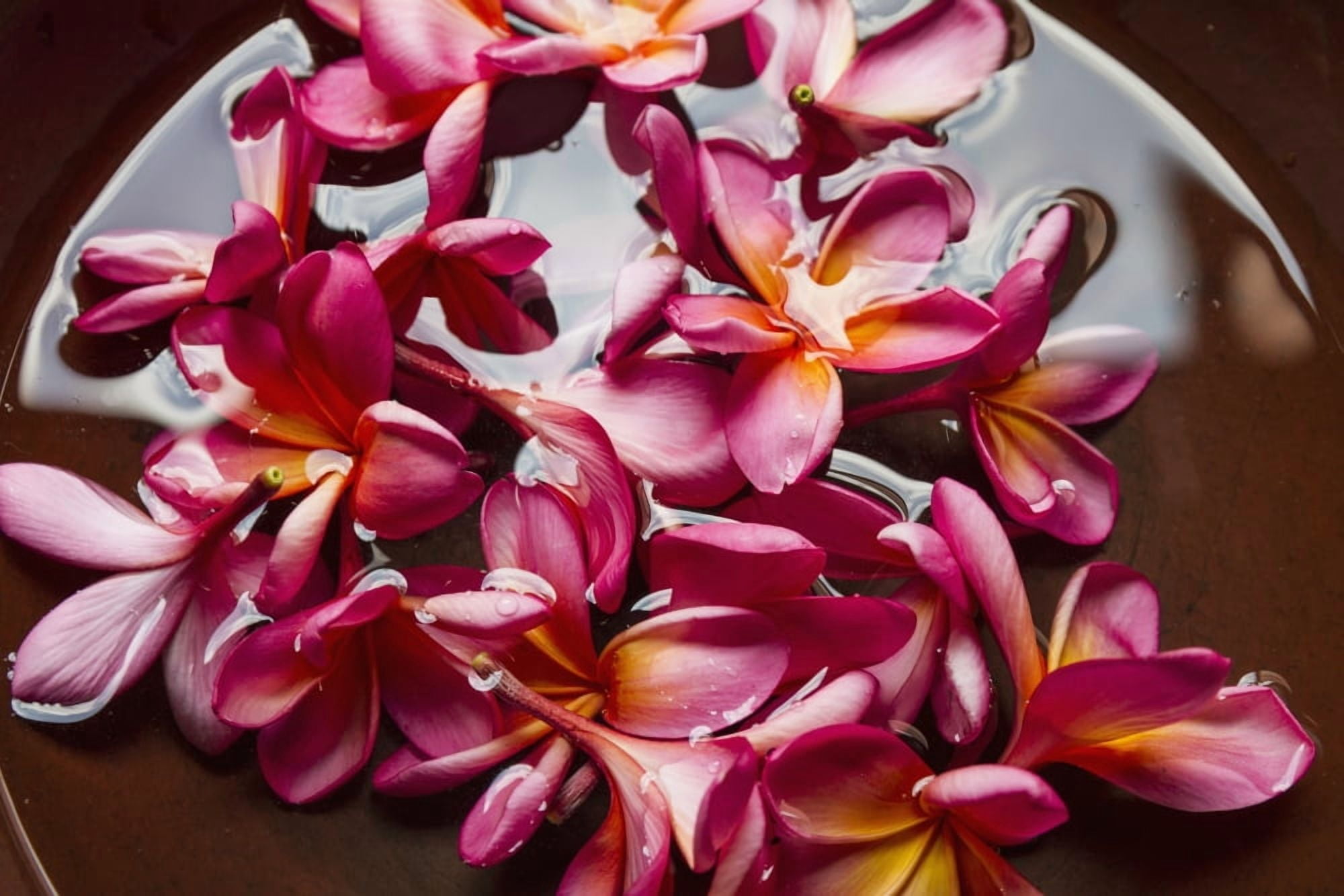 Posterazzi Plumerias in a bowl at Saptohoedojo Art Gallery Yogyakarta Java Island Indonesia Canvas Art - Peter Langer Design Pics (38 x 24)
