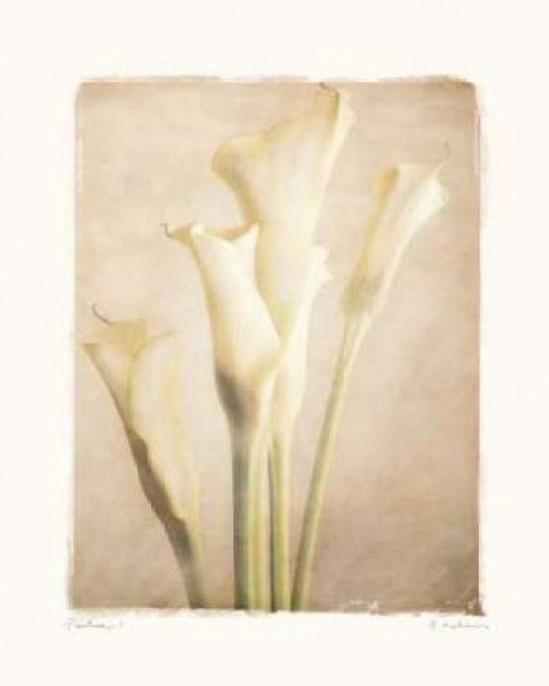 Posterazzi Poetica I Canvas Art - Amy Melious (24 x 30)