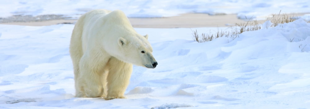 Posterazzi Polar Bear Churchill Manitoba Canvas Art - Robert Postma Design Pics (44 x 15)