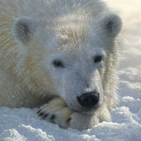Posterazzi Polar Bear Club Canvas Art - Colin Bogle (24 x 24)