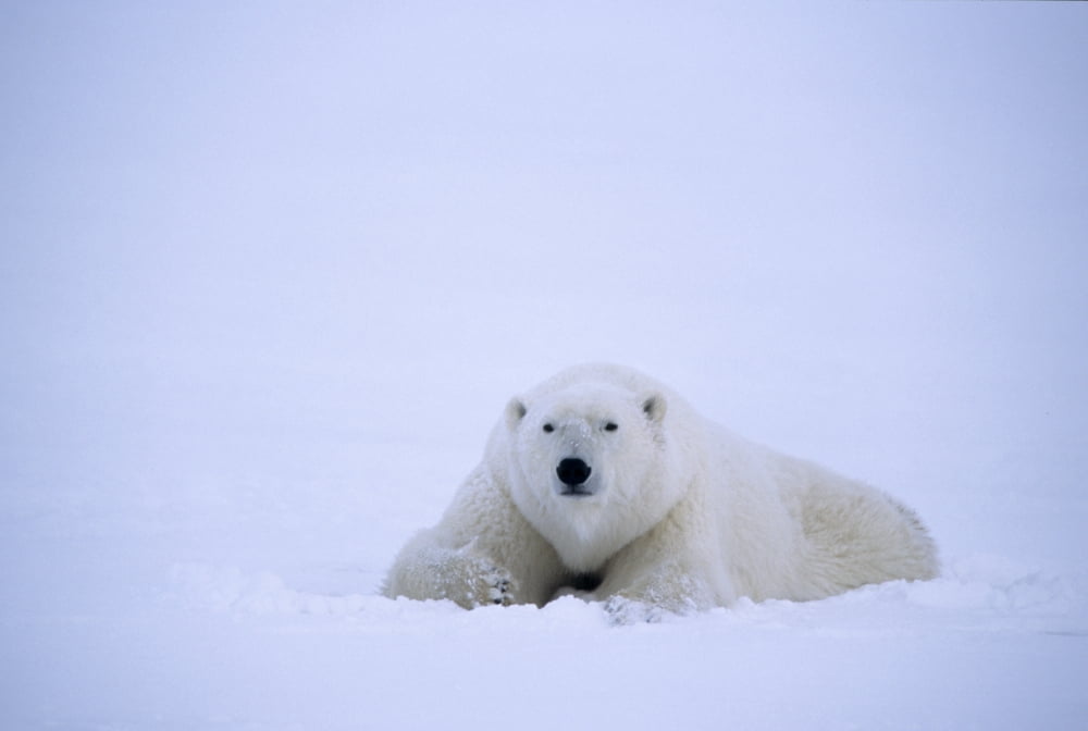 Posterazzi Polar Bear Resting On Snow Churchill Manitoba Canvas Art - Rebecca Grambo Design Pics (34 x 22)