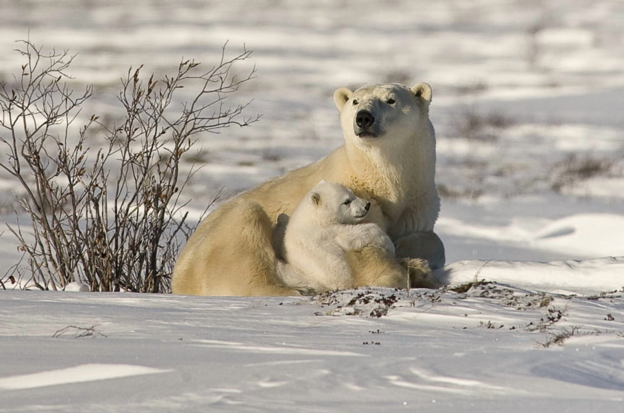 Posterazzi Polar Bear With Cub Watchee Churchill Canada Canvas Art - Robert Brown  Design Pics (34 x 22)