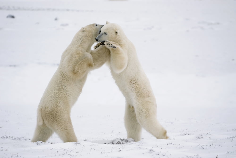 Posterazzi Polar Bears On Hind Feet Play Fighting At Churchill Manitoba Canada Canvas Art - Tom Soucek Design Pics (38 x 24)