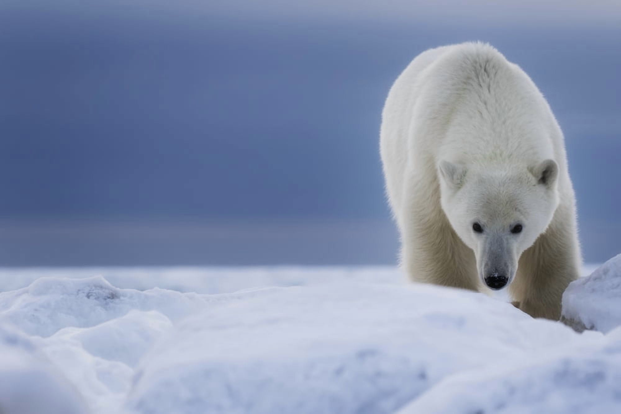 Posterazzi Polar bear (Ursus Maritimus) Churchill Manitoba Canada Canvas Art - Robert Postma Design Pics (38 x 24)