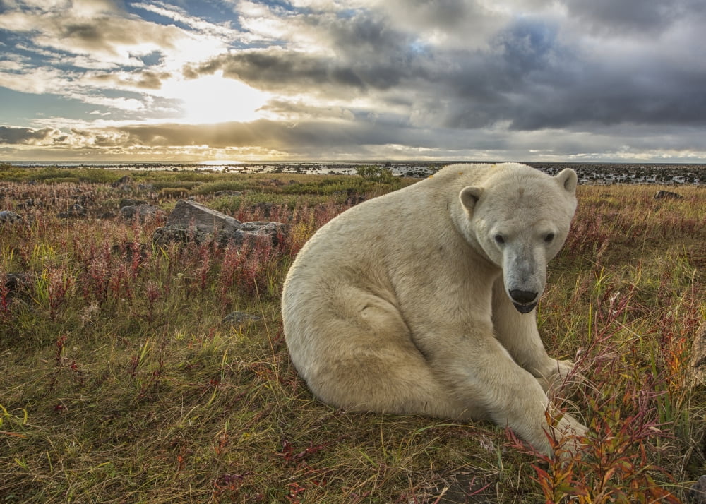 Posterazzi Polar bear (Ursus maritimus) sitting in the grass along the shorline of Hudson Bay Manitoba Canada Canvas Art - Robert Postma Design Pics (36 x 26)