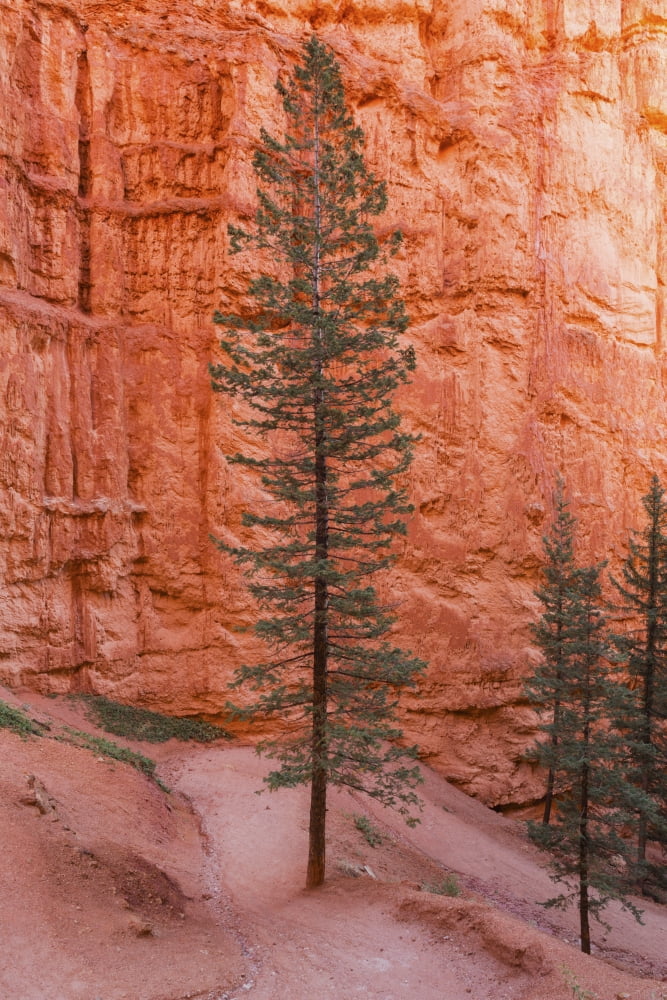 Posterazzi Ponderosa Pine (Pinus ponderosa) Bryce Canyon National Park Utah United States of America Canvas Art - Ronald Phillips Design Pics (24 x 38)