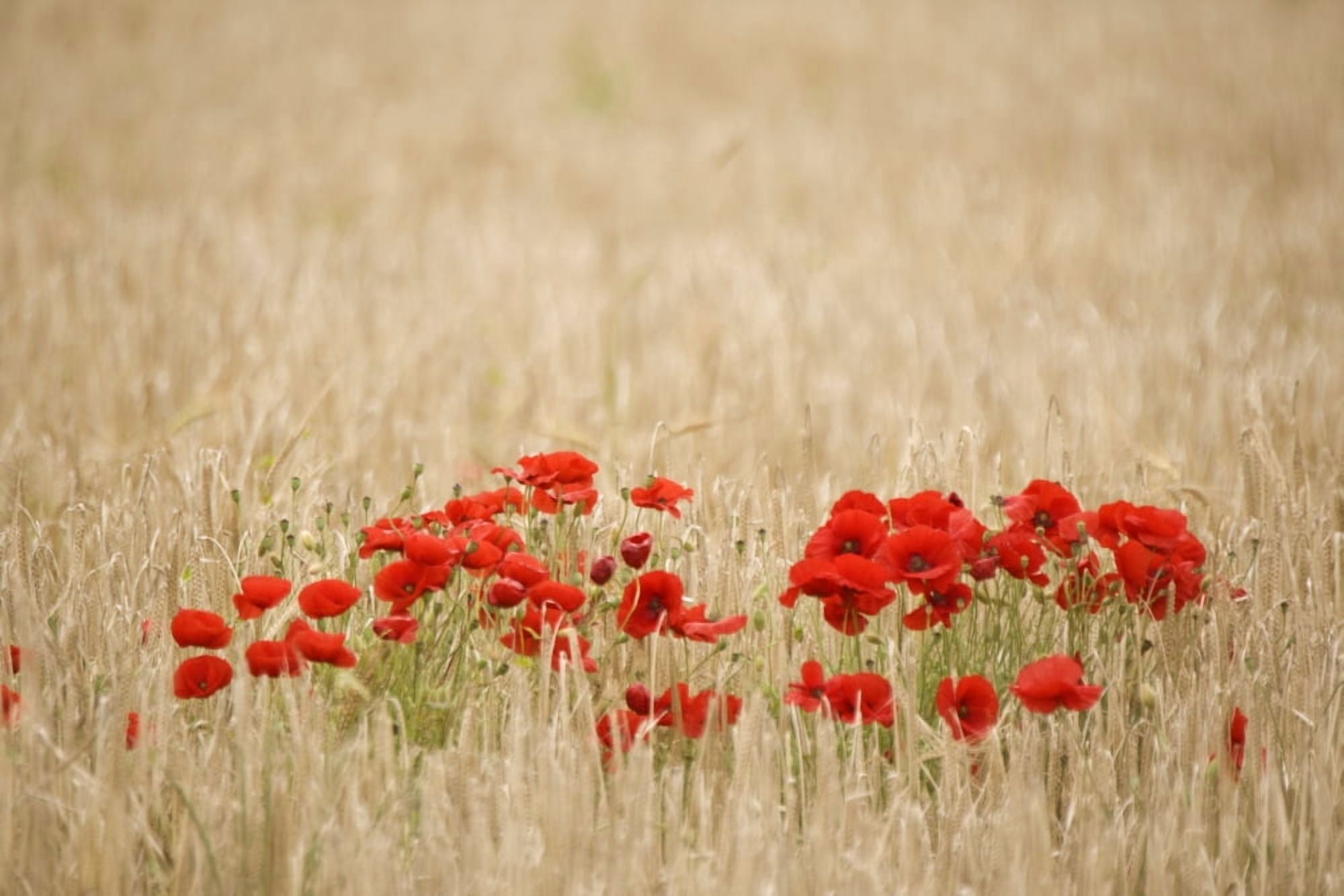 Posterazzi Poppies Growing Wild Canvas Art - John Short Design Pics (34 x 22)