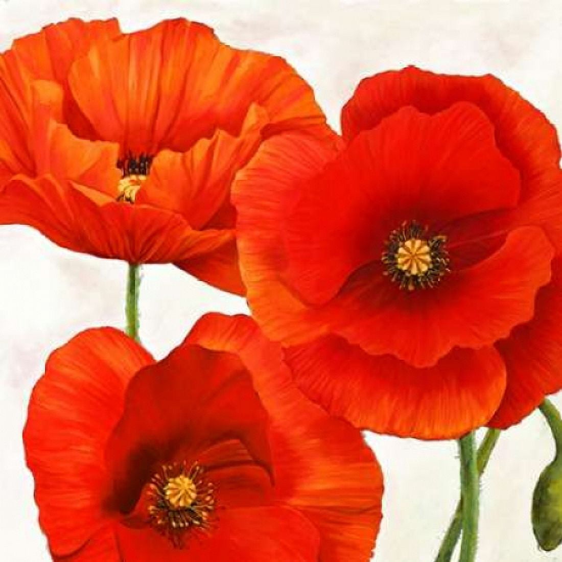 Posterazzi Poppies I Canvas Art - Luca Villa (24 x 24)