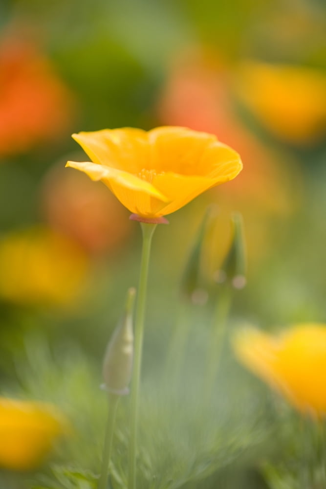 Posterazzi Poppy Canvas Art - Craig Tuttle  Design Pics (24 x 36)