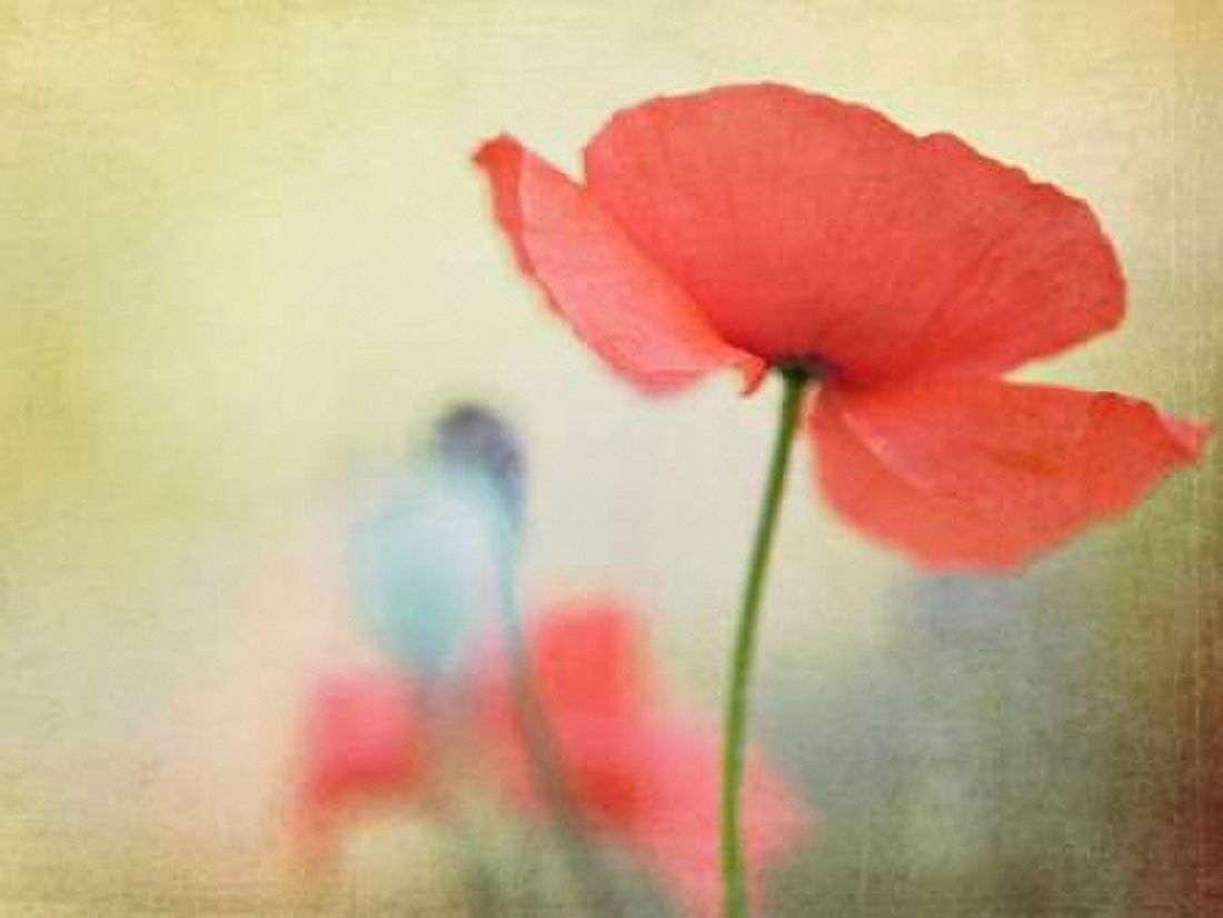 Posterazzi Poppy Canvas Art - Kim Fearheiley (18 x 24)